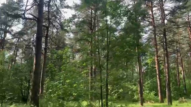 Роща, лес, прогулка, релакс, природа, охота
Лето 2025!