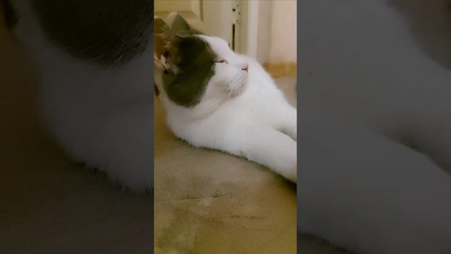 котик Кабанчик - июнь 2025г