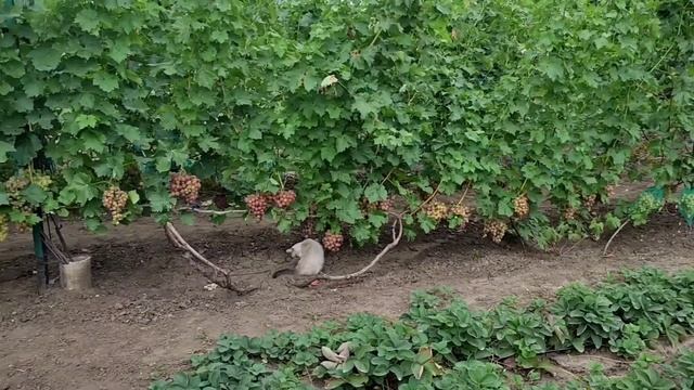🍅Помидорный аромат🍅поспел первый виноград🍇
