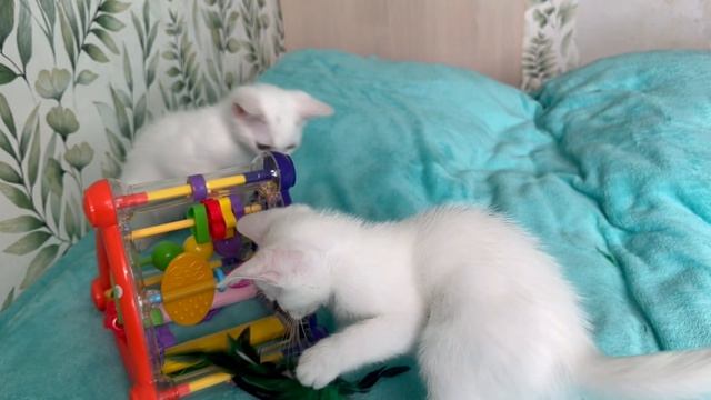 Белый котенок