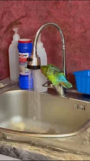 попугаи мои купаются