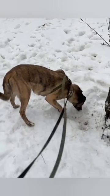 Тигр дома 💖