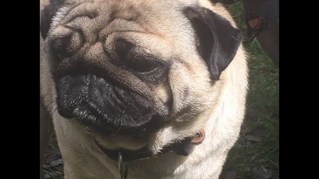 мопсы не тупые как вы думаете