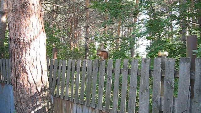 MVI_0144    Живая природа.