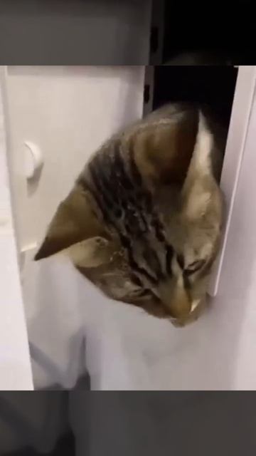 К вам можно? 🐈💖😉