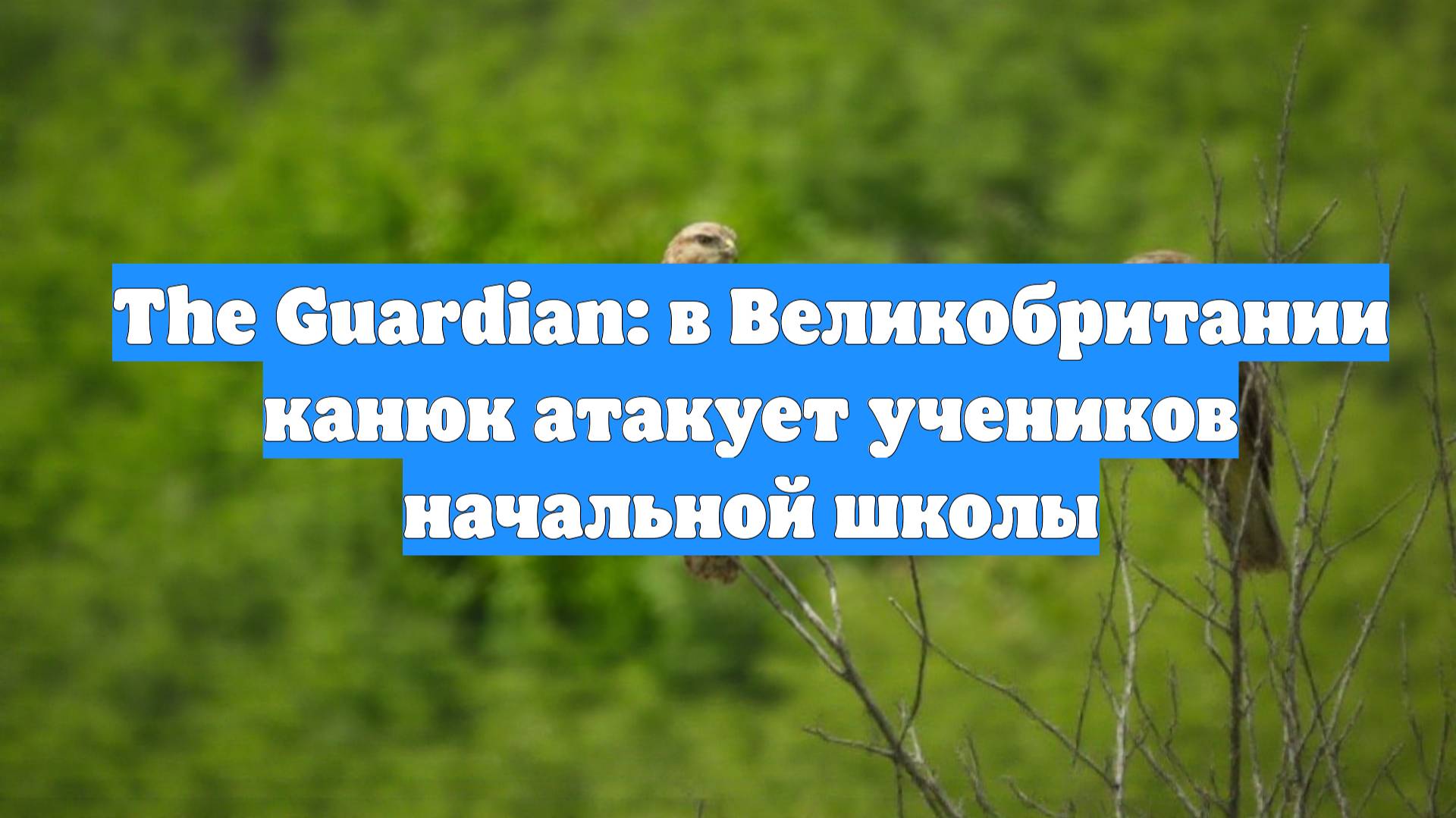 The Guardian: в Великобритании канюк атакует учеников начальной школы