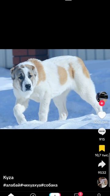 Screen_Recording_20250607-092737_TikTok.mp4