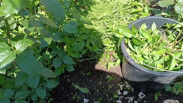 Динская.07.06.2025. Мастерим летний душ. Выхожу замуж...?