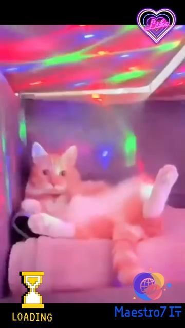 💻 Кот в своём клубе ...
