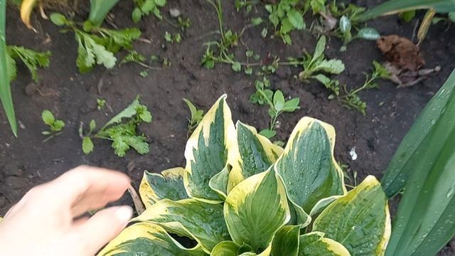 Часть 1. Хосты дла Вас🪴🙂. Предложение для продажи🌱🌺