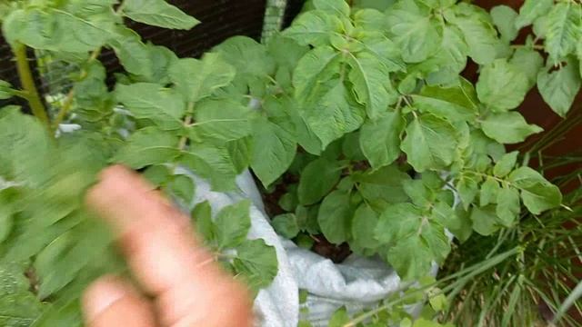 Прошли дожди в моей Деревне,стало легче,подвязала помидоры ,СЪЕЗДИЛА в соседнюю деревню в магазин