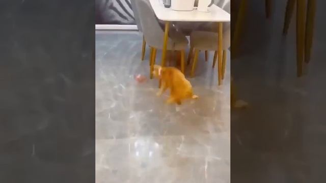Порой, у котиков с игрушками бывают не очень легкие взаимоотношения...
