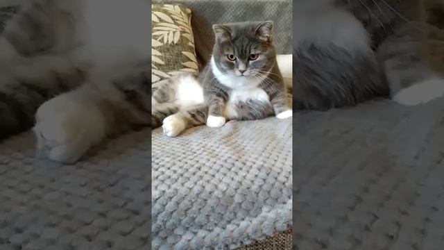 Наш TG https://t.me/liveofcats