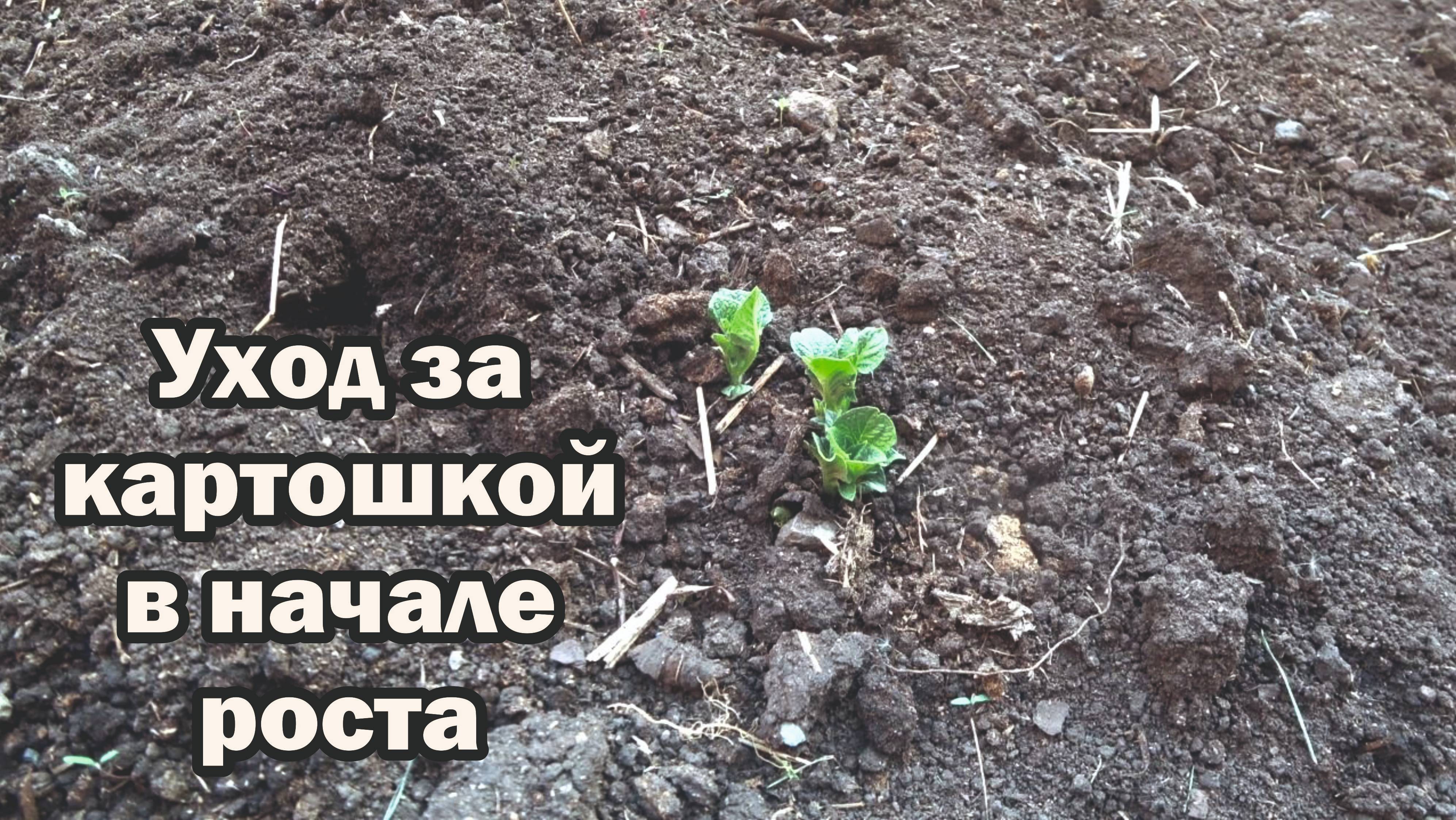 Взошел картофель. Что делать?