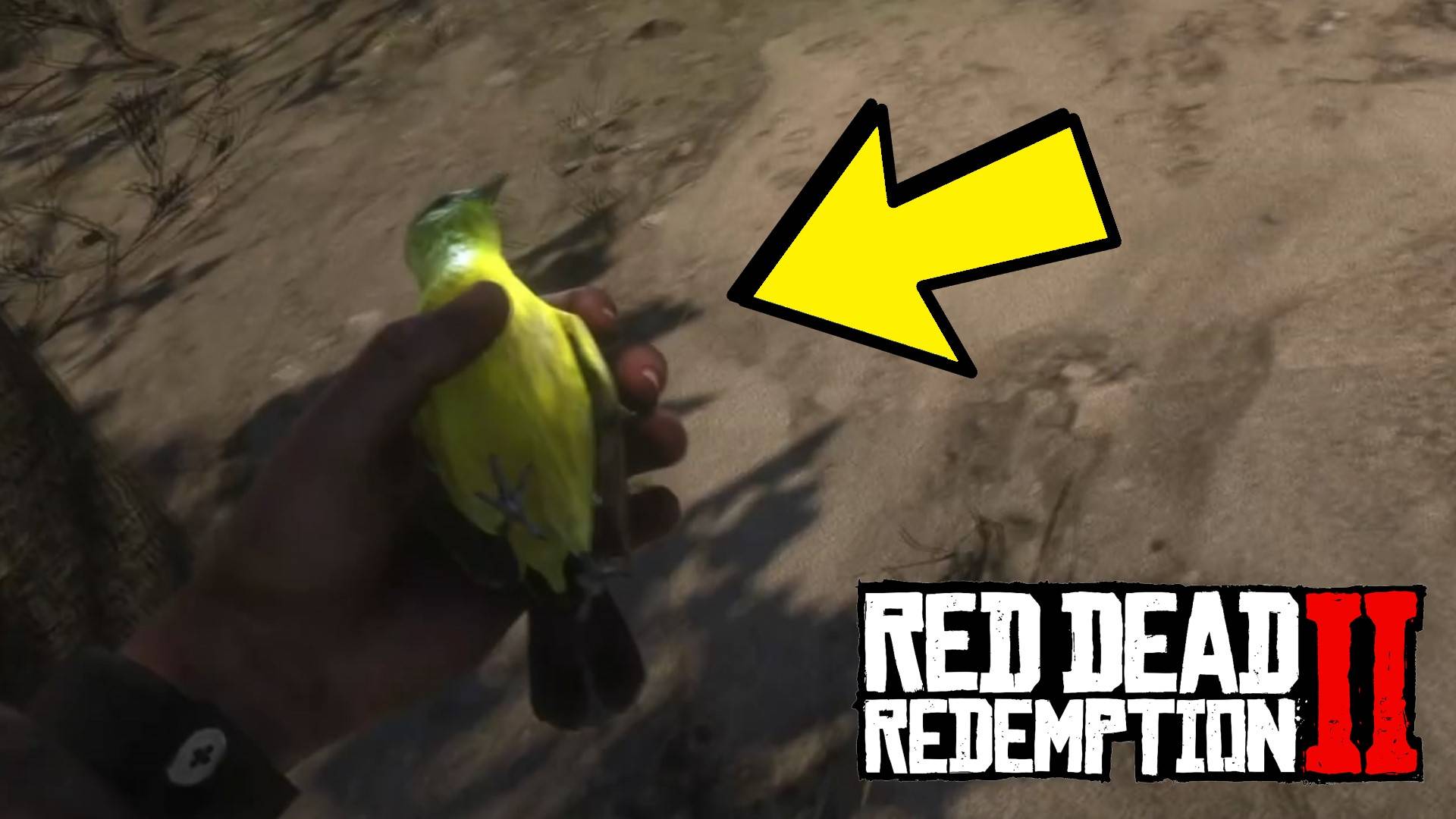 Где найти | Певчая птица| Красноголовая пиранга в Red Dead Redemption 2
