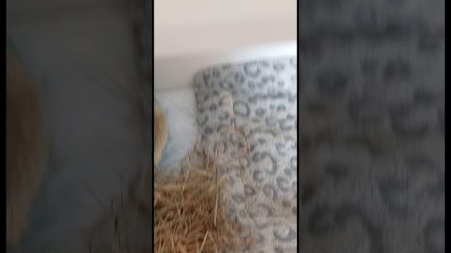 VLOG:Нашего утро+уборка