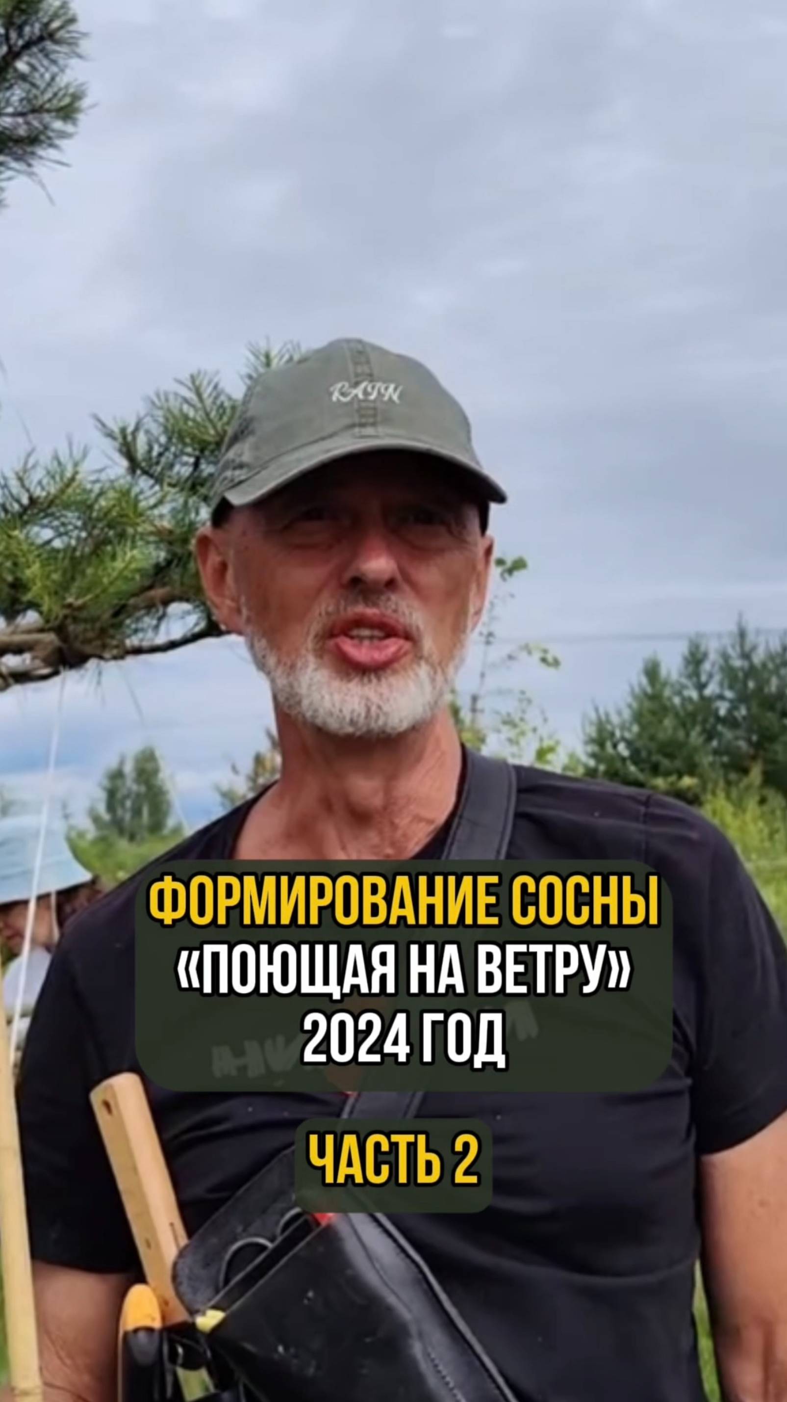 Формирование сосны "Поющая на ветру" 2024 год. Часть 2