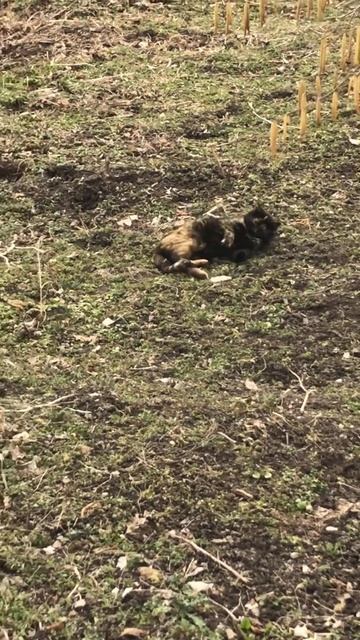 Female cat plays with food⬛02.03.23.10:41a.m. #animals #nature #catlife #cats #cathunting