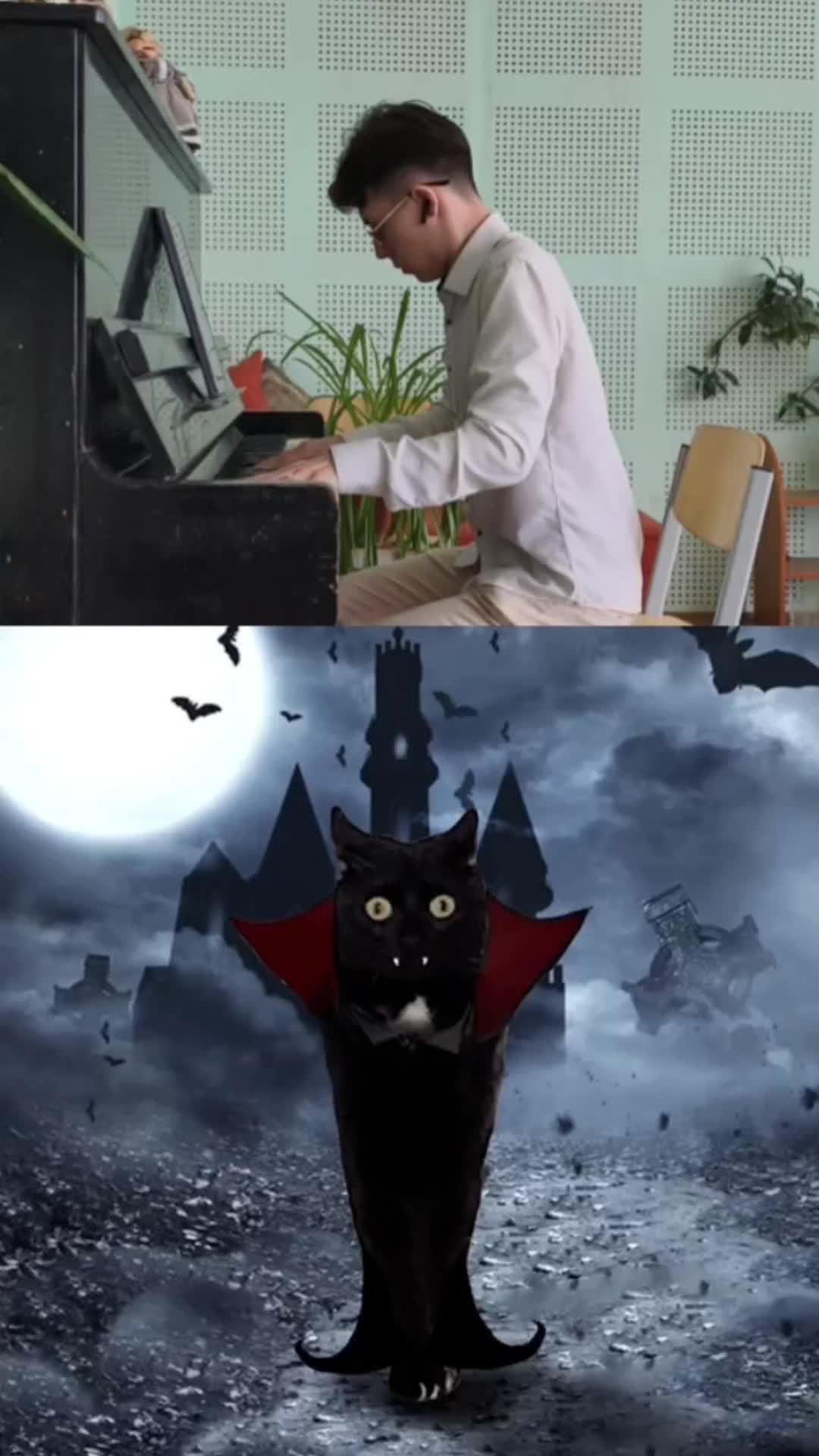 Funny cat