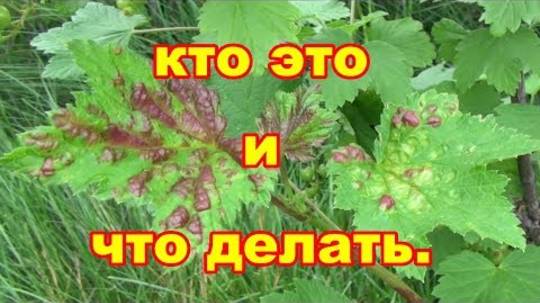 Что делать если появились красные пятна на листьях смородины Обзор средств от вредителей