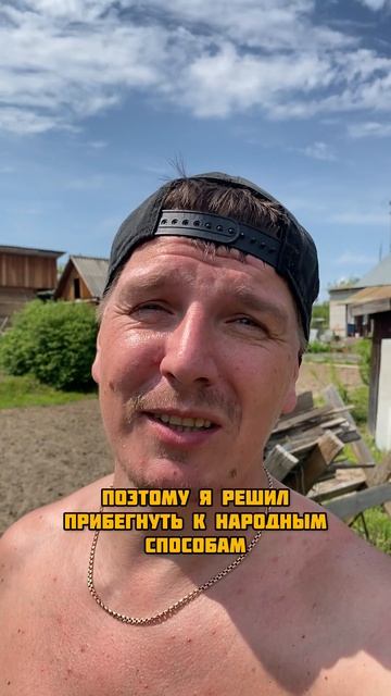 Тьля на яблоне