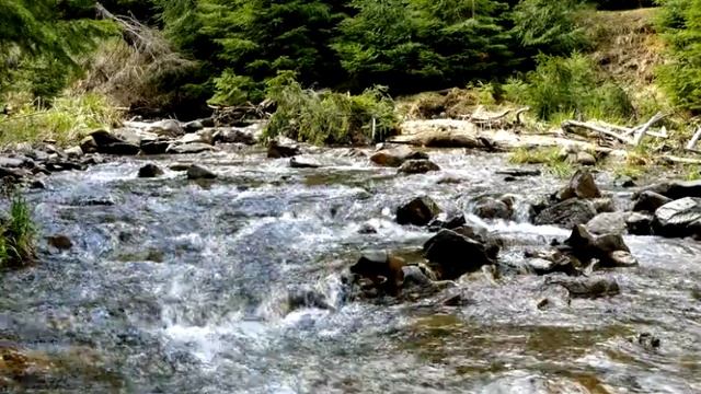 Горный ручей и тишина леса 🌿 Звук природы для расслабления и внутреннего покоя