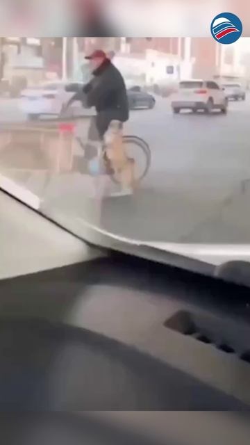 В пробке не скучно: уникальный транспорт для прогулок с питомцем