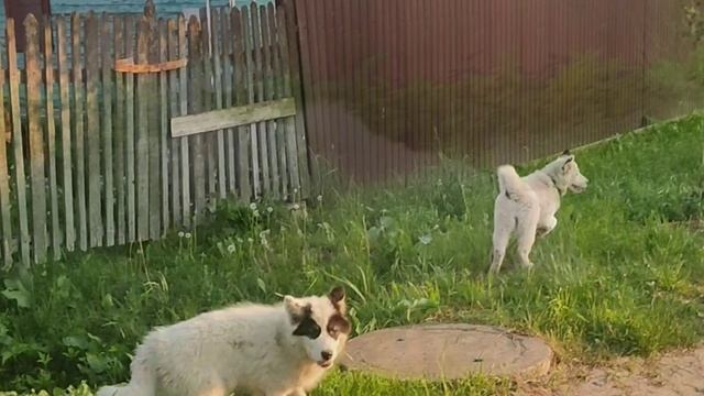 Якутская лайка щенки на прогулке