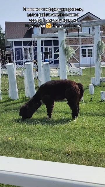 Альпаки и работа совместимы)))
