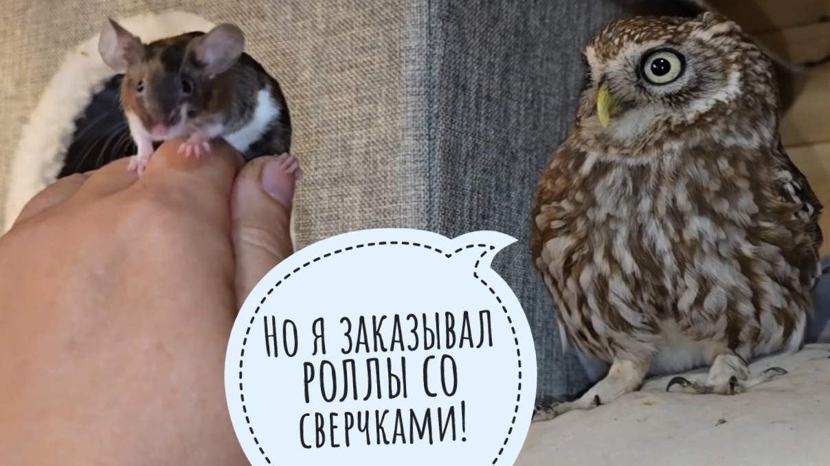 У сыча Лучика показ и обзор мышей. Нам выдали немного дождя, но малотвато будет!