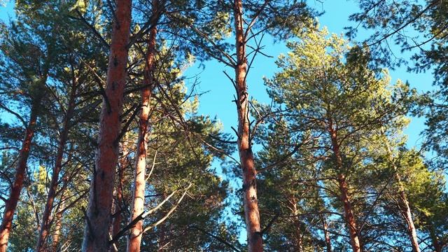 Приятное пение птиц в сосновом зимнем лесу. Умиротворение.