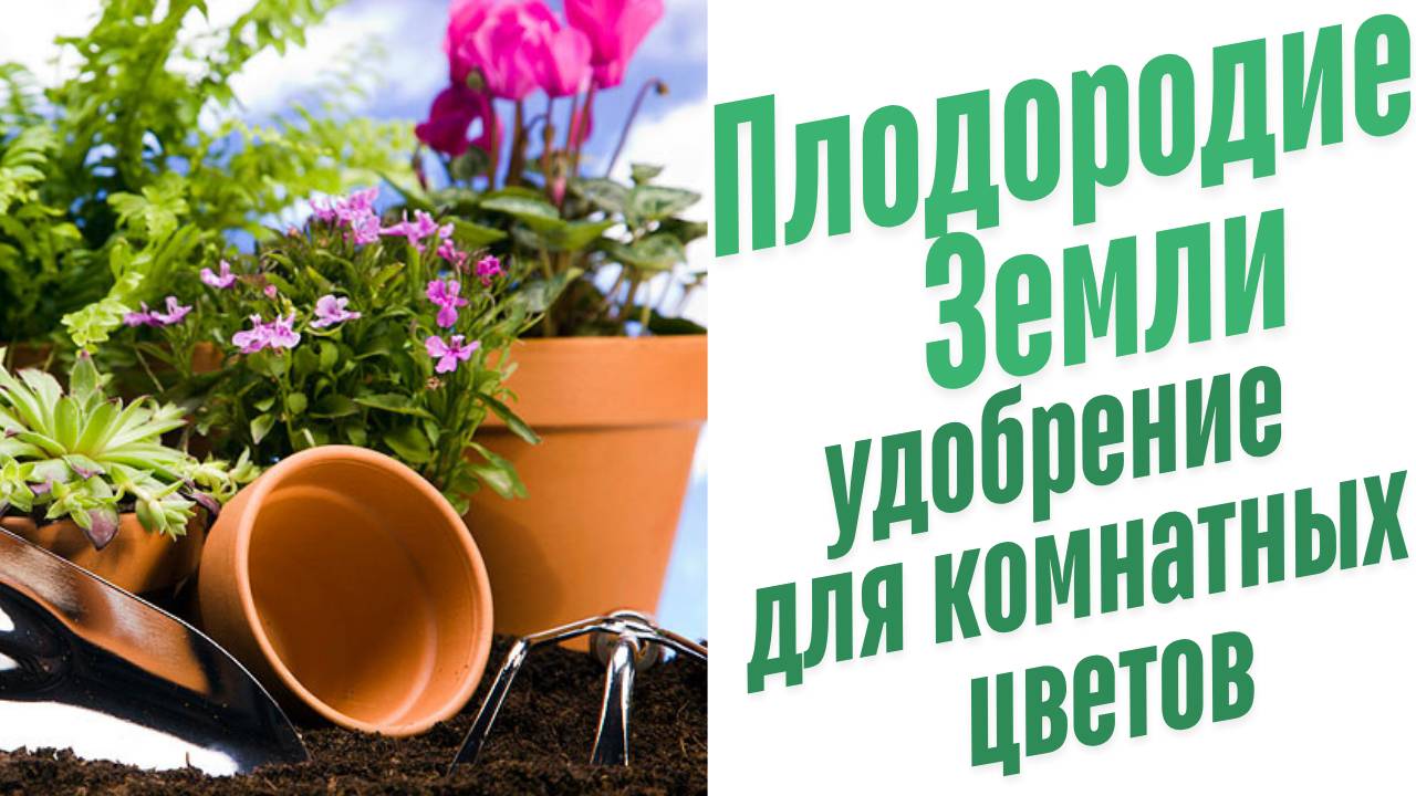 Удобрение для комнатных цветов.