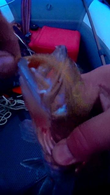 КАК ВАМ СУДАЧЕК? #shorts #рыбалка #fishing #рыба #fish #эдвардкосичка #природа #nature #отдых #rest