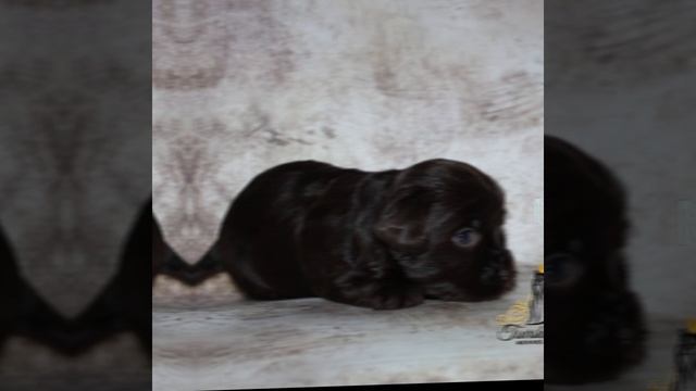 щенки шоколадный йорк