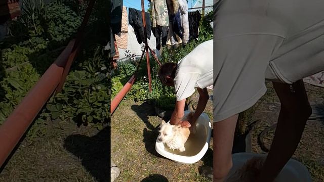 Павел купает Лорика