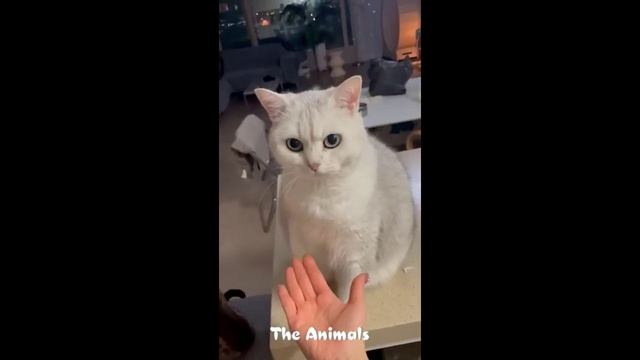 Приколы с животными!