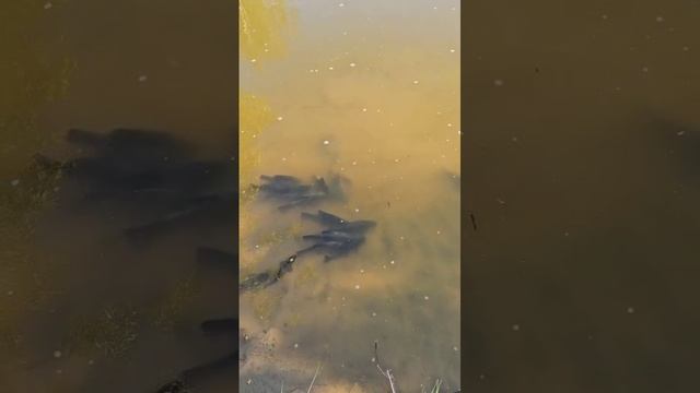 Запускаем линей в новый пруд