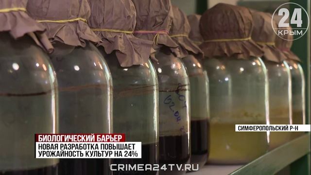 В Крыму учёные разработали биопрепарат, который защитит сельхозкультуры от грибков