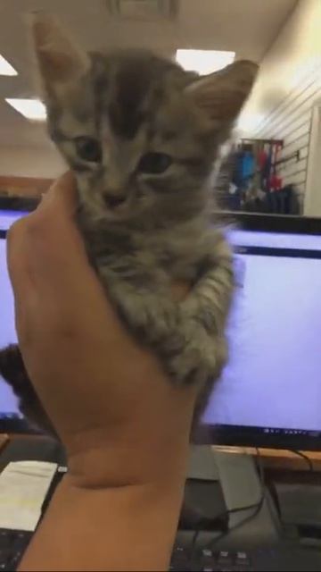 Feisty kitten isn't happy about being held