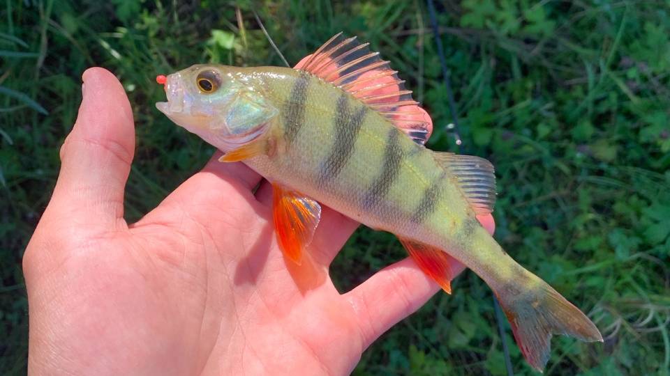 Мормышинг в Иркутске. В поисках рыбы🐟🎣