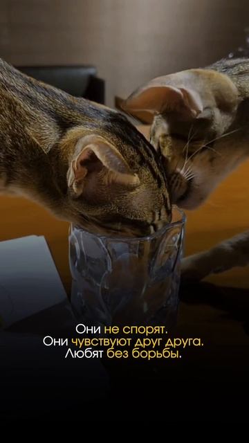 Шива и Шакти Не Просто Кот и Кошка. Читай Описание