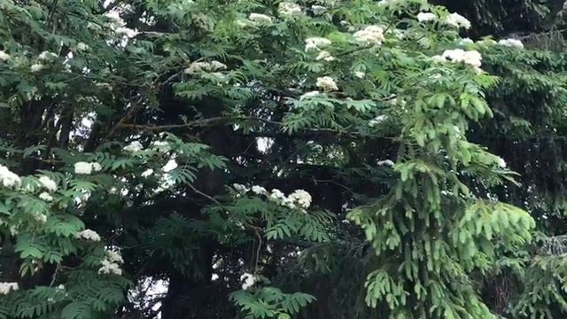 6 ИЮНЯ ОБСТАНОВКА НА ПАСЕКЕ У ДОМА