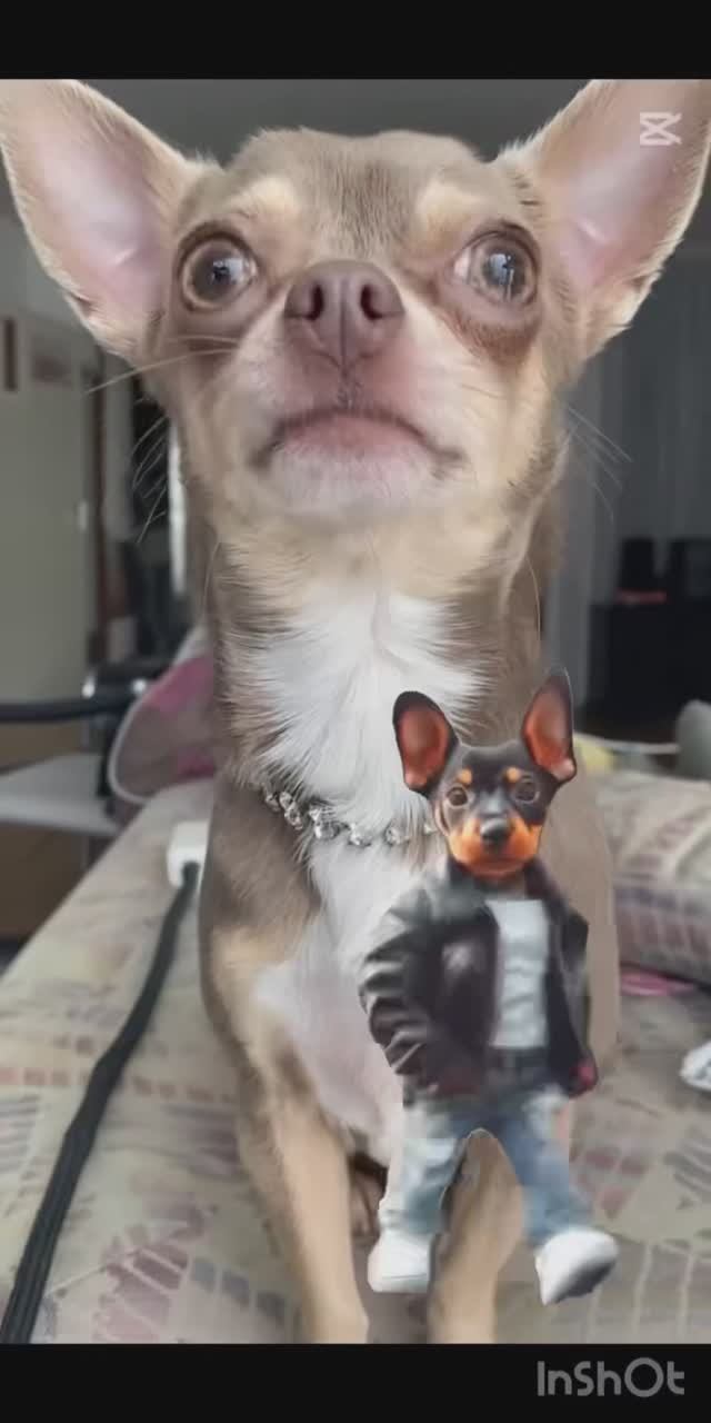 Собачка танцует