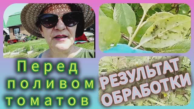 Что уже пора сделать с томатами в теплице!