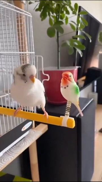 Любвеобильный попугай 🦜❤️🤩