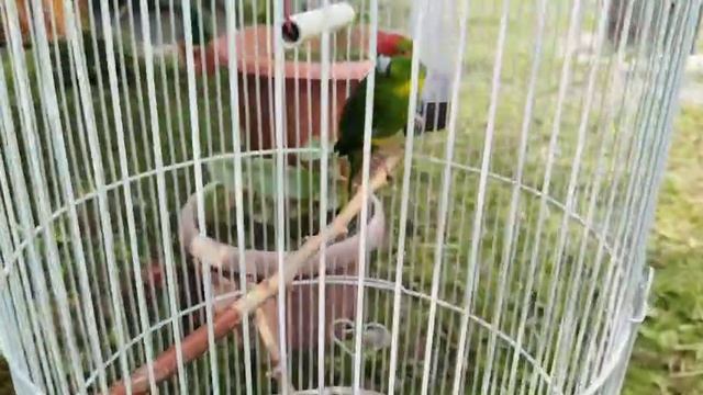 VID-20250607-WA0011.mp4