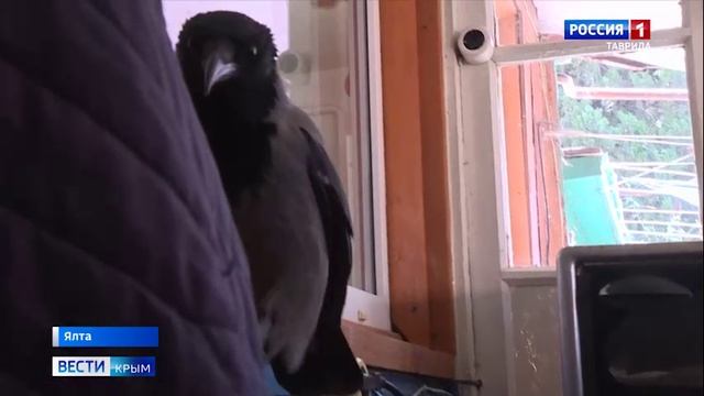 В Крыму ворона научилась гавкать