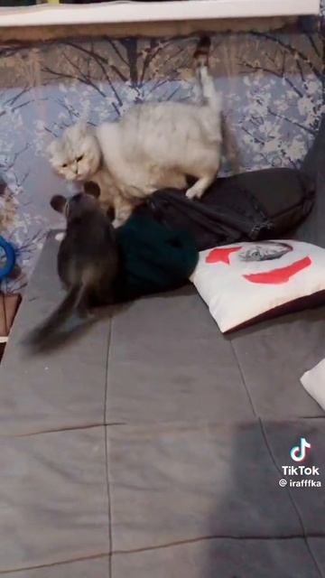 1000099458.mp4