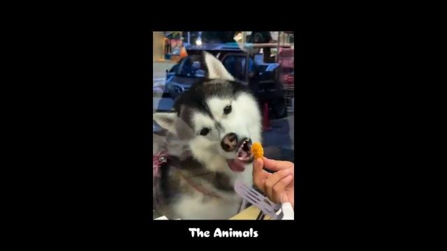 Приколы с животными!