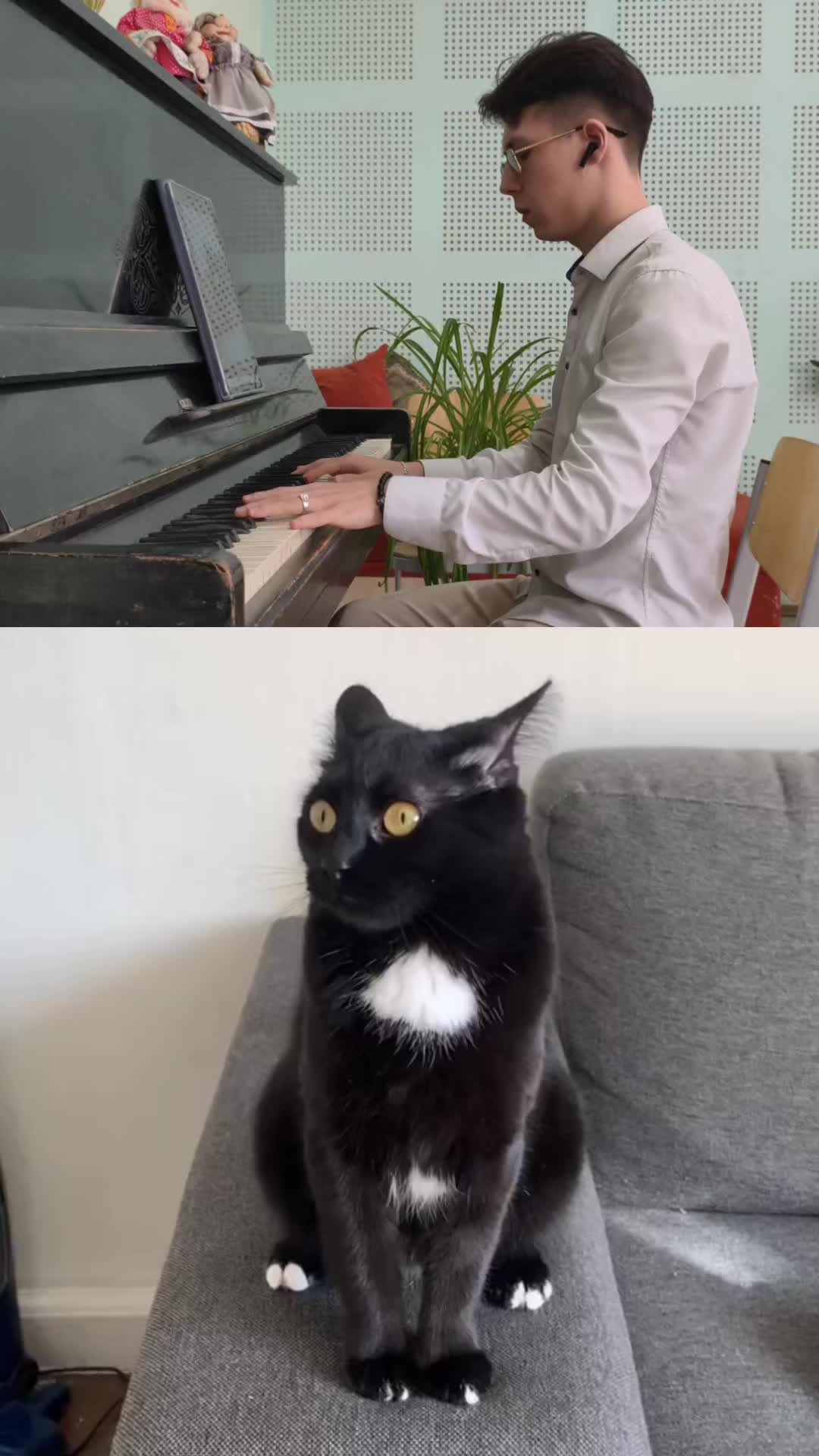 Transformer cat